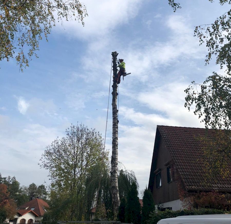 Baumfällung Jakobs Baum und Gartenarbeit