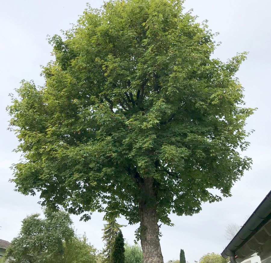 einzelner Baum
