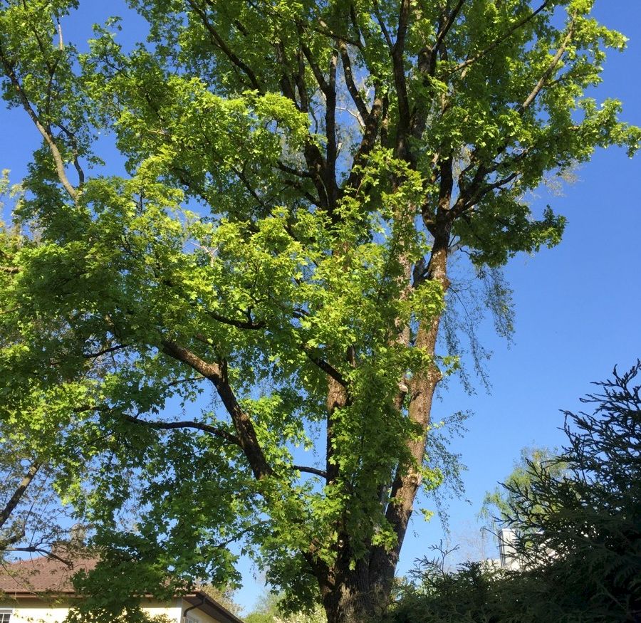 großer Baum